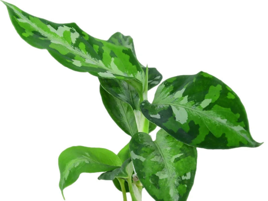 Aglaonema pictum tricolor — Ecuagenera USA Corp