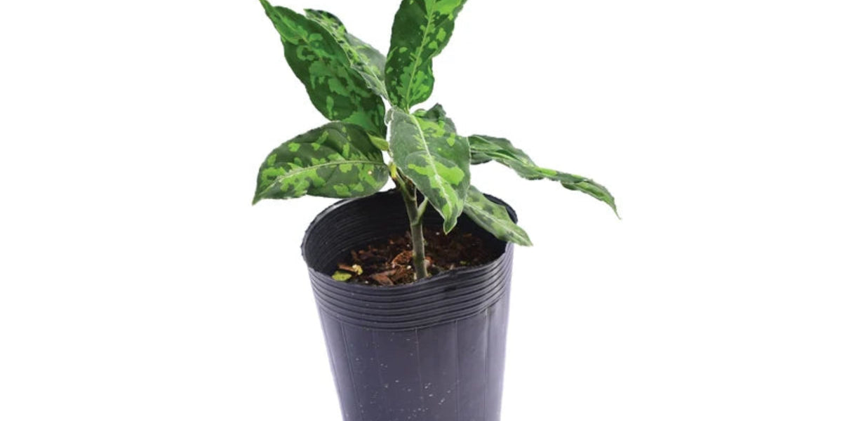 Aglaonema pictum tricolor — Ecuagenera USA Corp