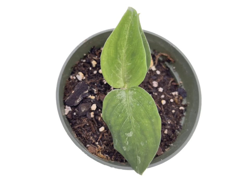 Aglaonema 'pictum tricolor'