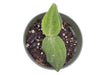 Aglaonema pictum tricolor