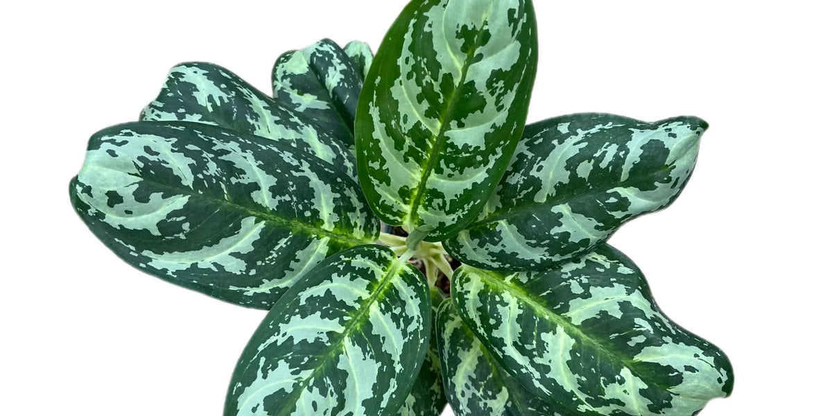 steel aglaonema Aglaonema spp — Ecuagenera USA Corp