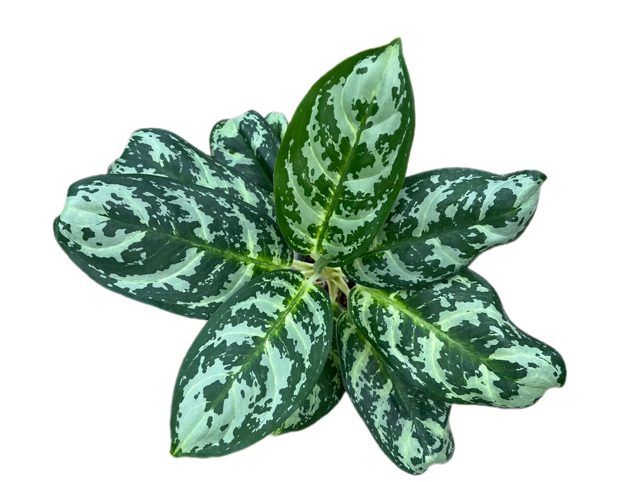 aglaonema venenosa Aglaonema spp — Ecuagenera USA Corp