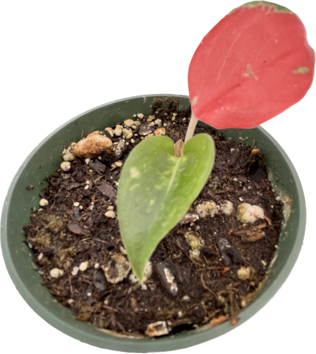 Aglaonema 'China Red'