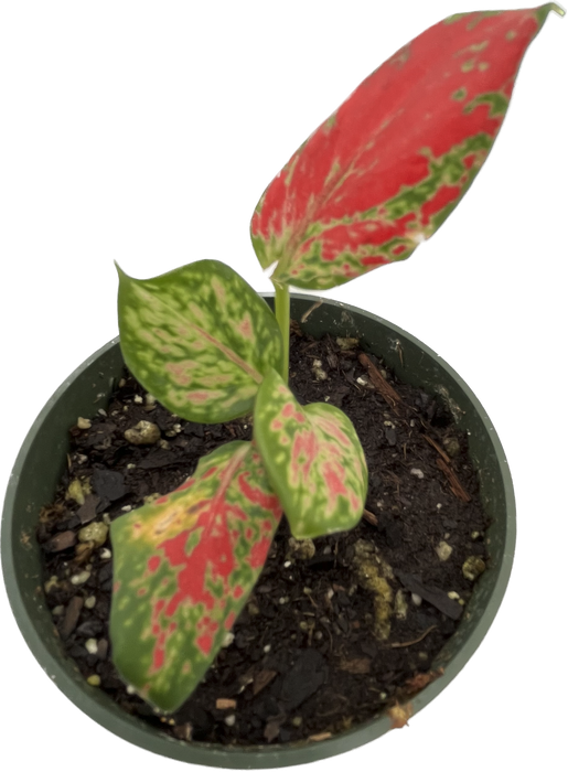 Aglaonema 'Fugui Red'