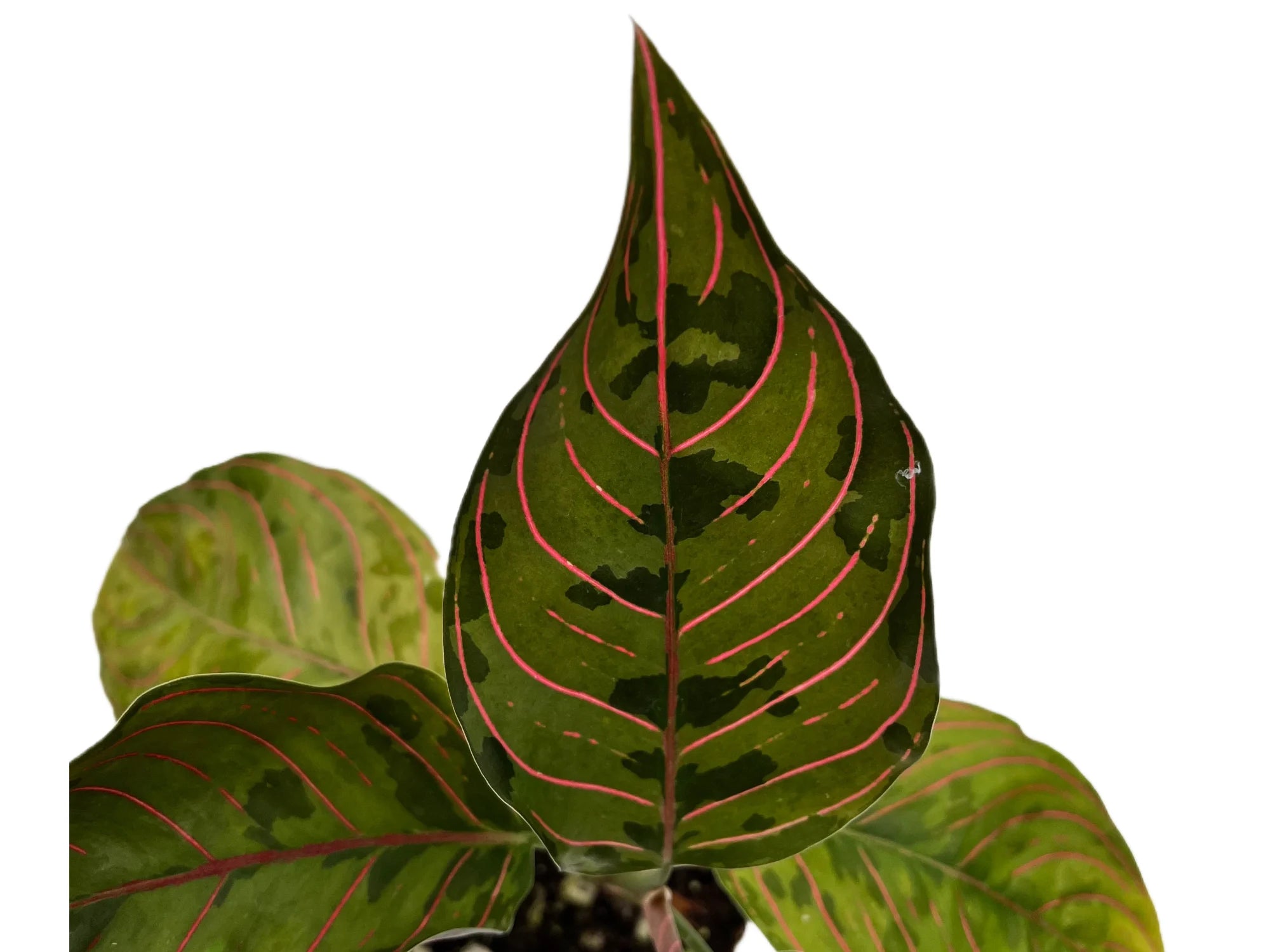 Aglaonema rotundum x Aglaonema tricolor — Ecuagenera USA Corp