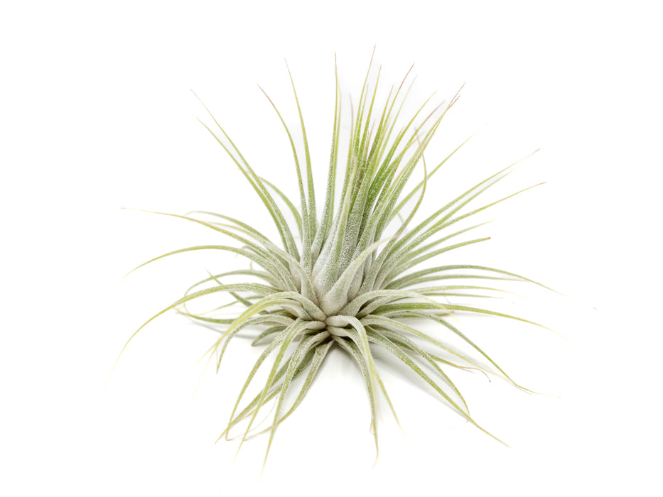 Large Tillandsia Ionantha Guatemala Air Plants