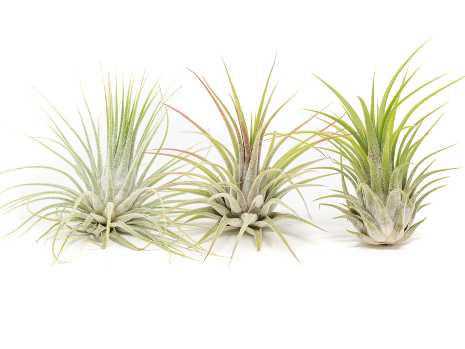 Large Tillandsia Ionantha Guatemala Air Plants