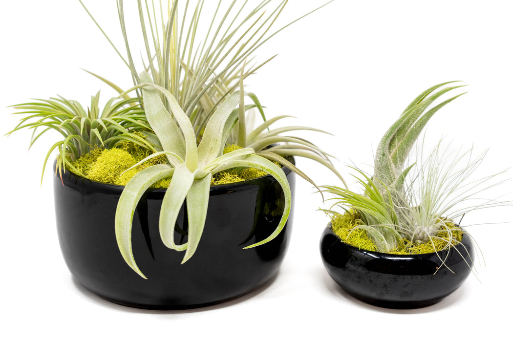 air plant dish Large Fully Assembled Air Plant Bowl Garden — Ecuagenera USA Corp