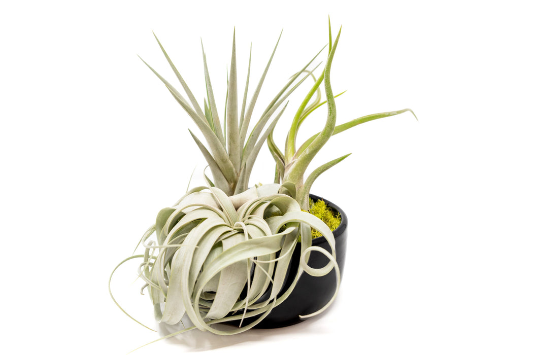 air plant dish Large Fully Assembled Air Plant Bowl Garden — Ecuagenera USA Corp