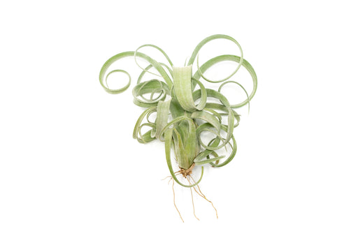 linguine air plant Tillandsia Curly Slim (T. Intermedia x T. Streptophylla) Air Plant
