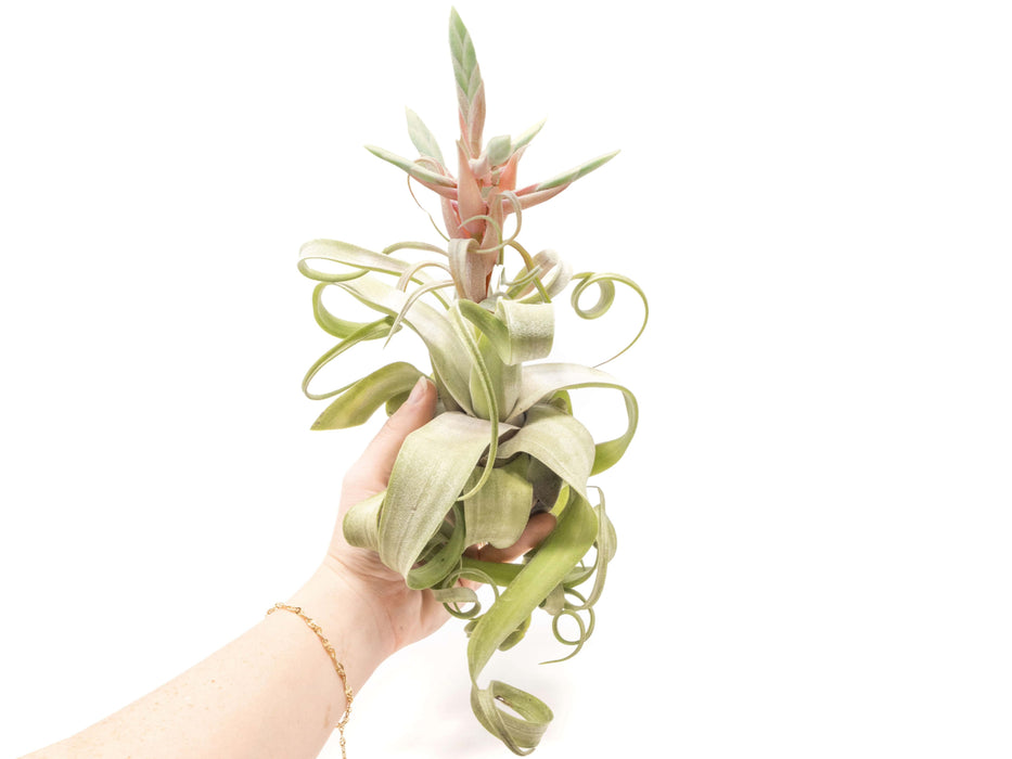 SALE - Tillandsia Streptophylla Air Plants - Set of 3 or 6 - 30% Off