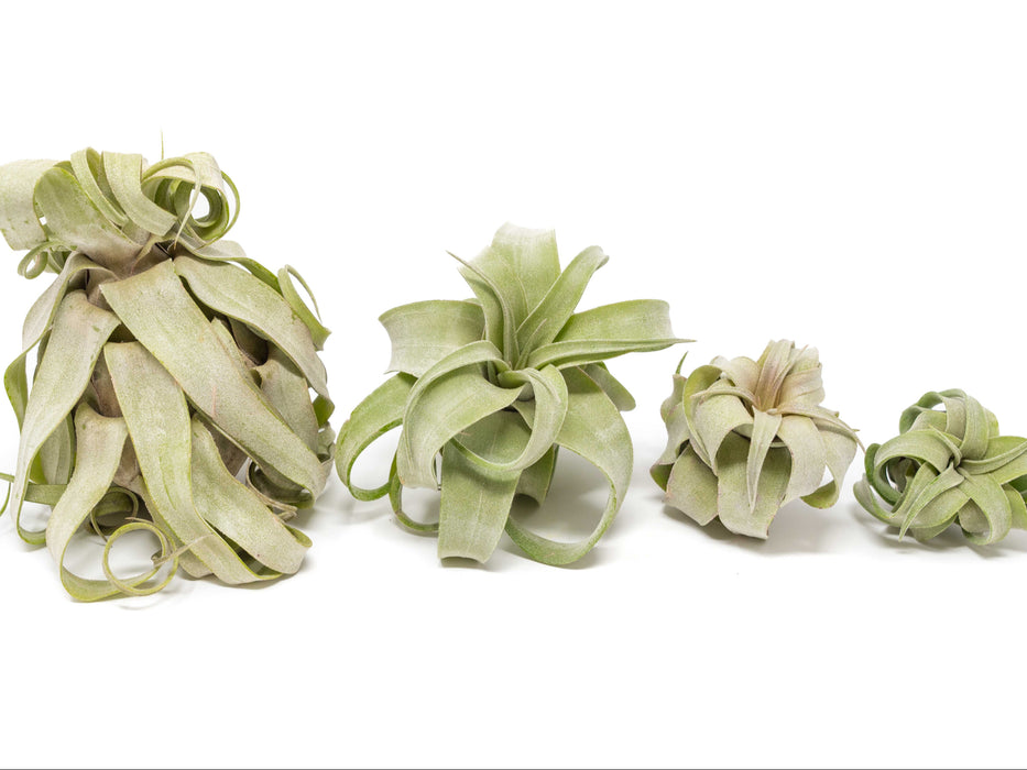 SALE - Tillandsia Streptophylla Air Plants - Set of 3 or 6 - 30% Off