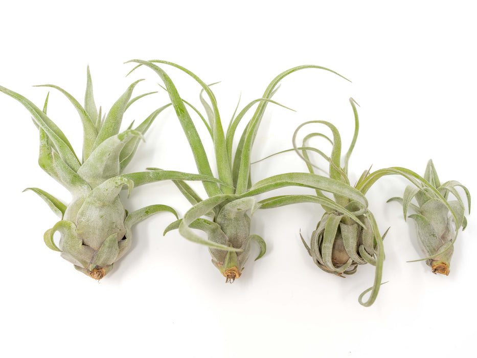 SALE - Tillandsia Streptophylla Air Plants - Set of 3 or 6 - 30% Off