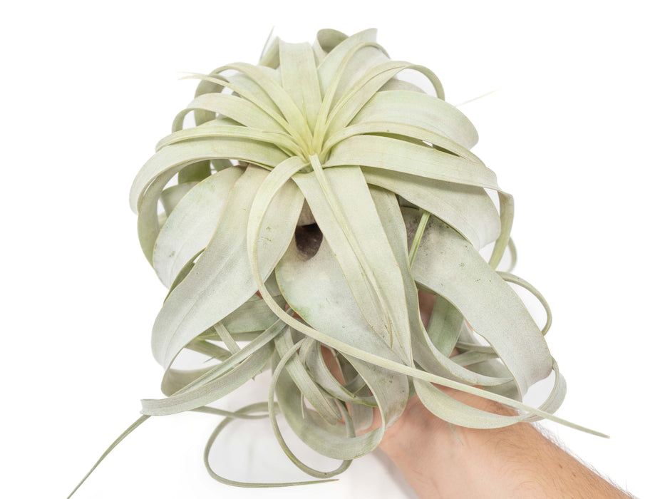 Large Tillandsia Xerographica / 6-8 Inches Wide