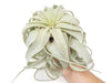 Large Tillandsia Xerographica / 6-8 Inches Wide
