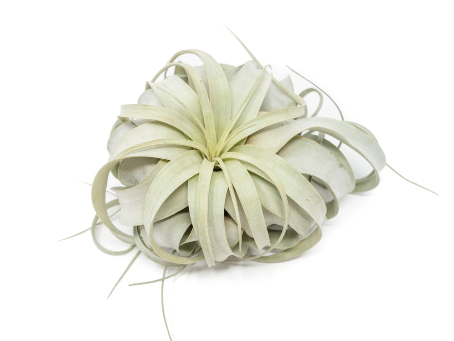 Large Tillandsia Xerographica / 6-8 Inches Wide