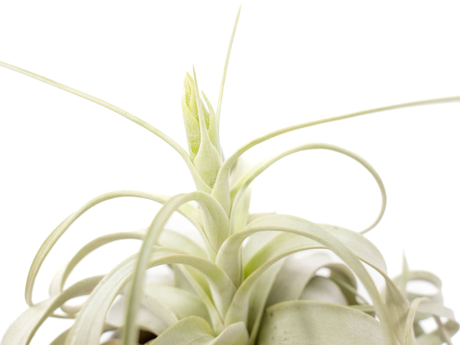Large Tillandsia Xerographica / 6-8 Inches Wide
