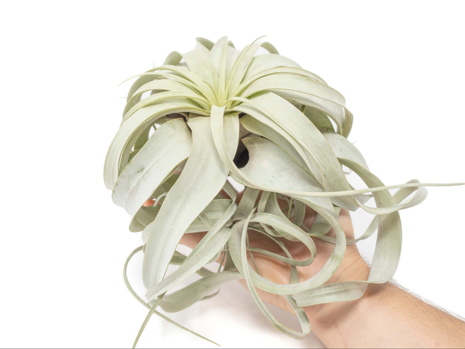 Large Tillandsia Xerographica / 6-8 Inches Wide