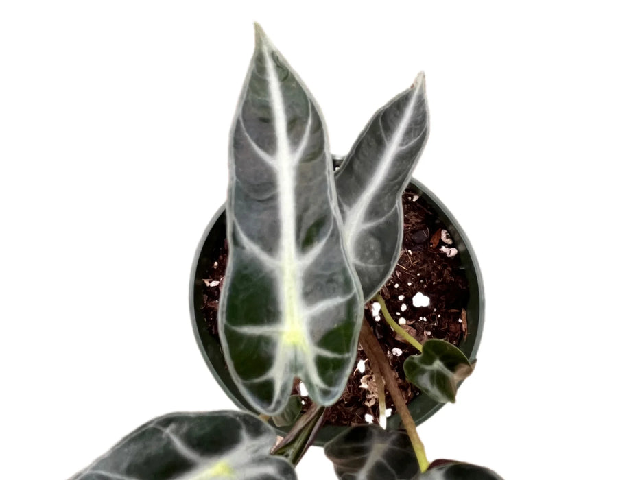 Alocasia Bambino - seedling