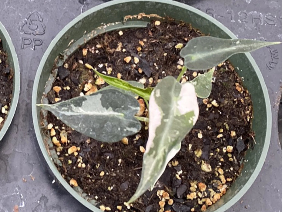 Alocasia Bambino arrow var.