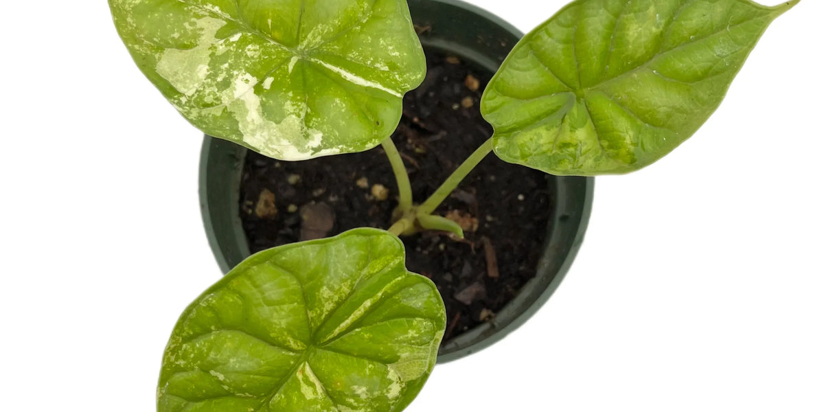 Alocasia Dragon Scale variegated — Ecuagenera USA Corp