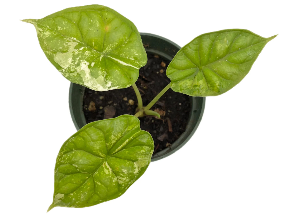 Alocasia Dragon Scale variegated — Ecuagenera USA Corp