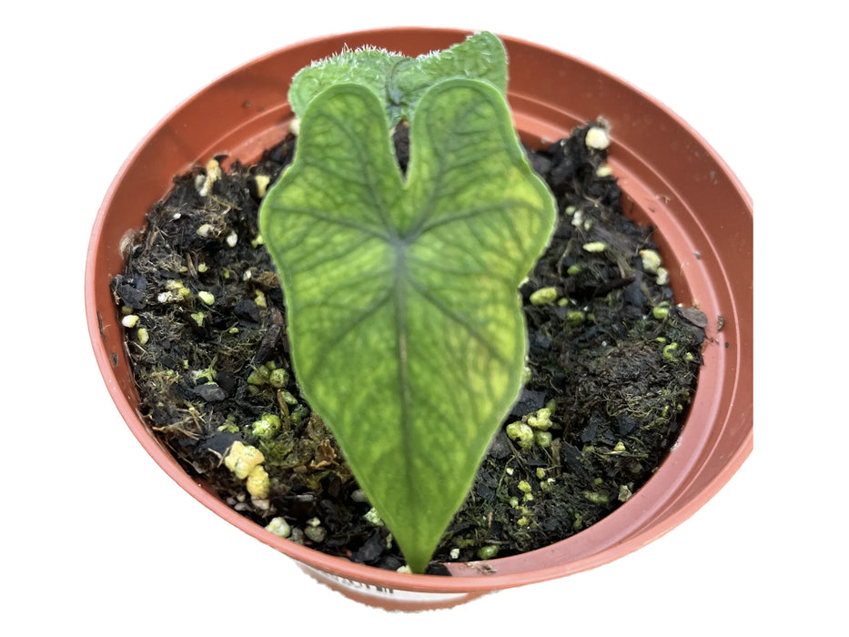 Alocasia tandurusa 'Zebra'