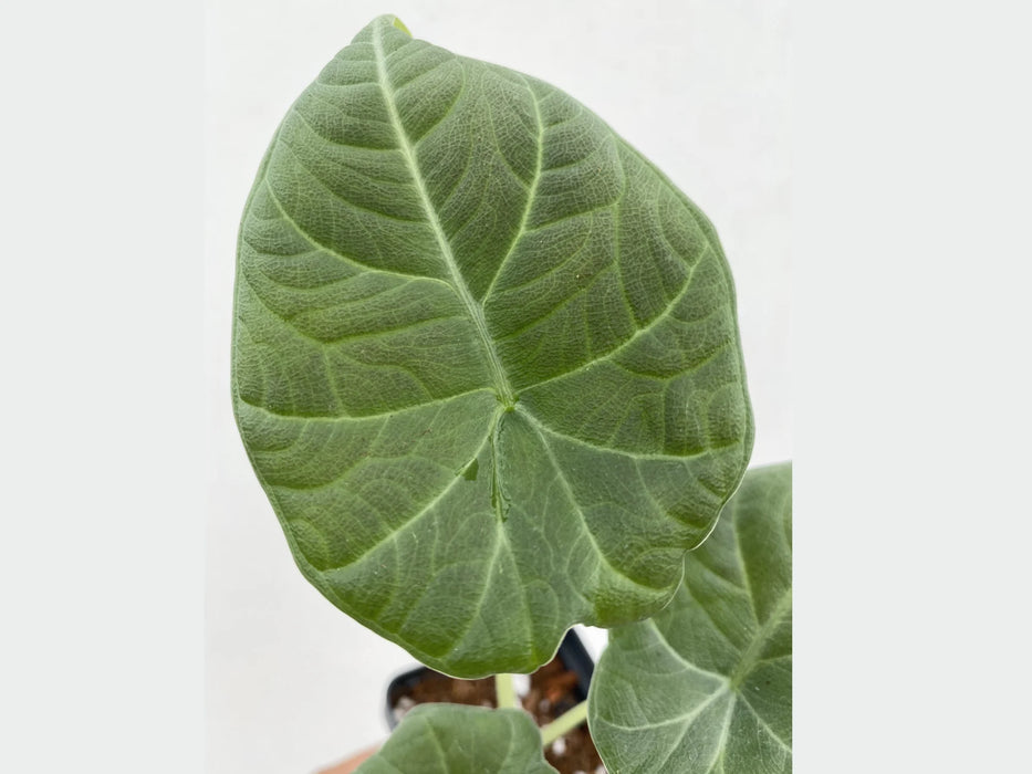 Alocasia Maharani