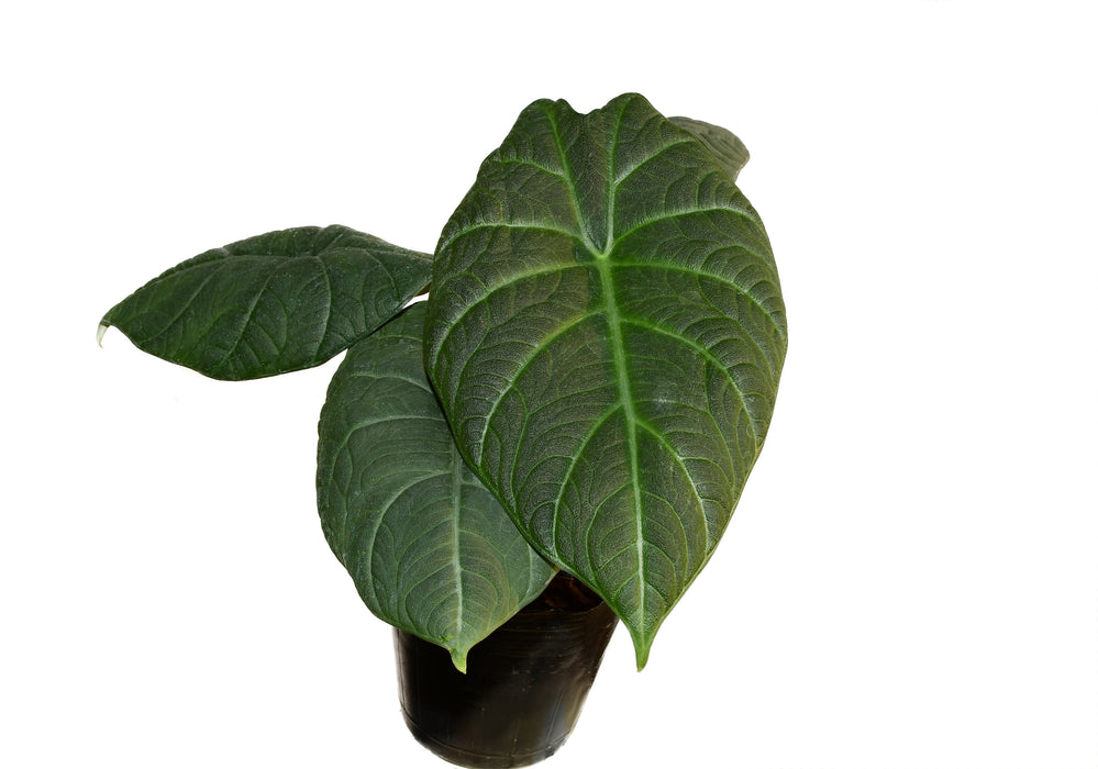 philodendron maharani Alocasia Maharani (Big)