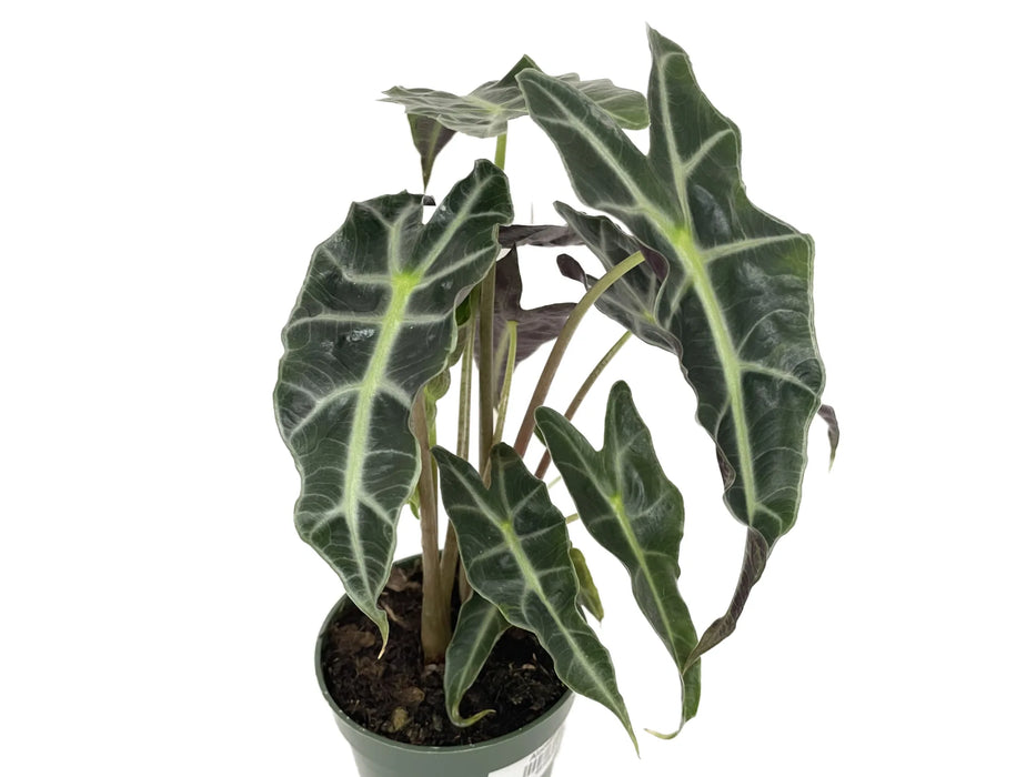 Alocasia Polly