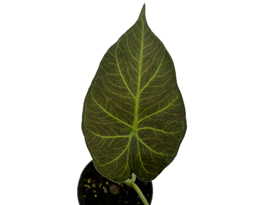 Alocasia Regal Shield