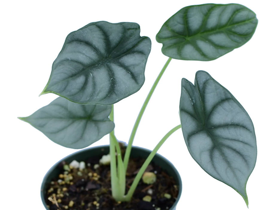 Alocasia Silver Dragon