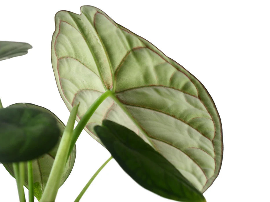 Alocasia Aegis (Big)