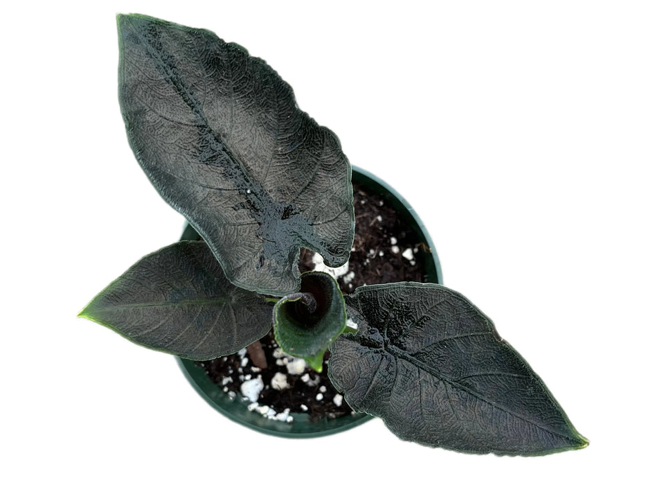 Alocasia Antoro Velvet
