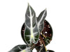 Alocasia Bambino - seedling
