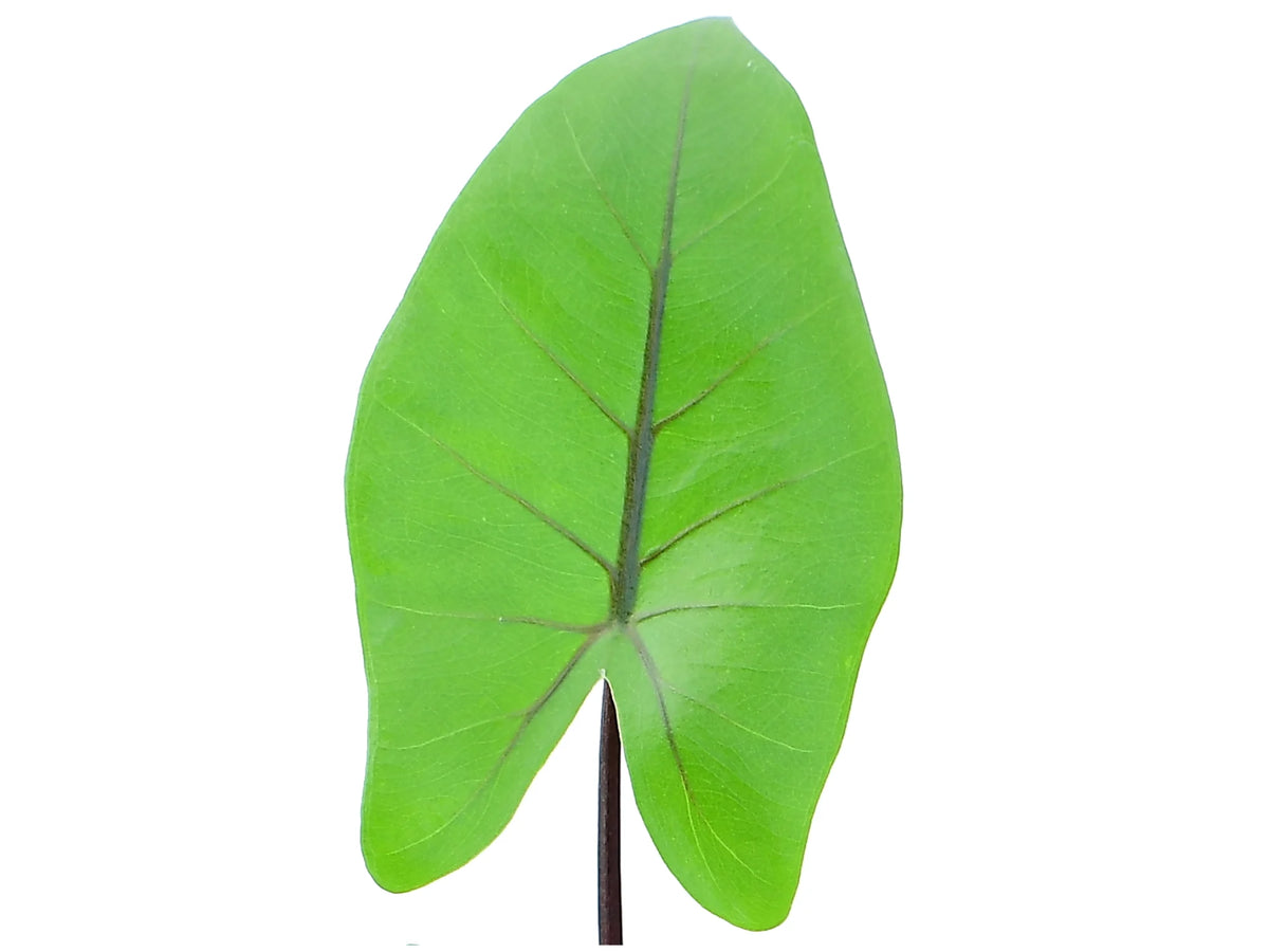 alocasia black stem variegata Alocasia Black Stem — Ecuagenera USA Corp