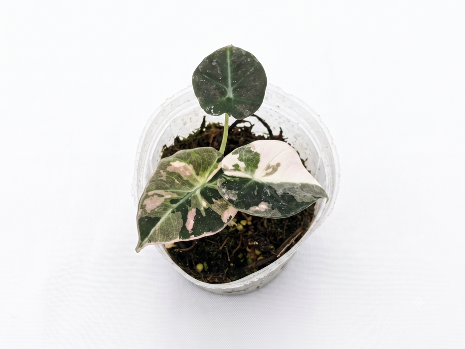 Alocasia Black Velvet 'Albo Pink Variegated'