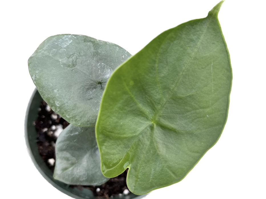 Alocasia 'Blue Dragon' - seedling