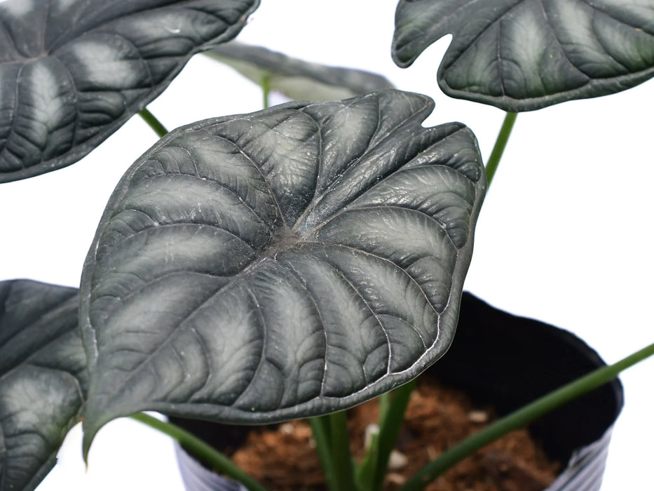 その他観葉植物 Alocasia Dragon scale var NO2 Alocasia-Dragon-Scale-