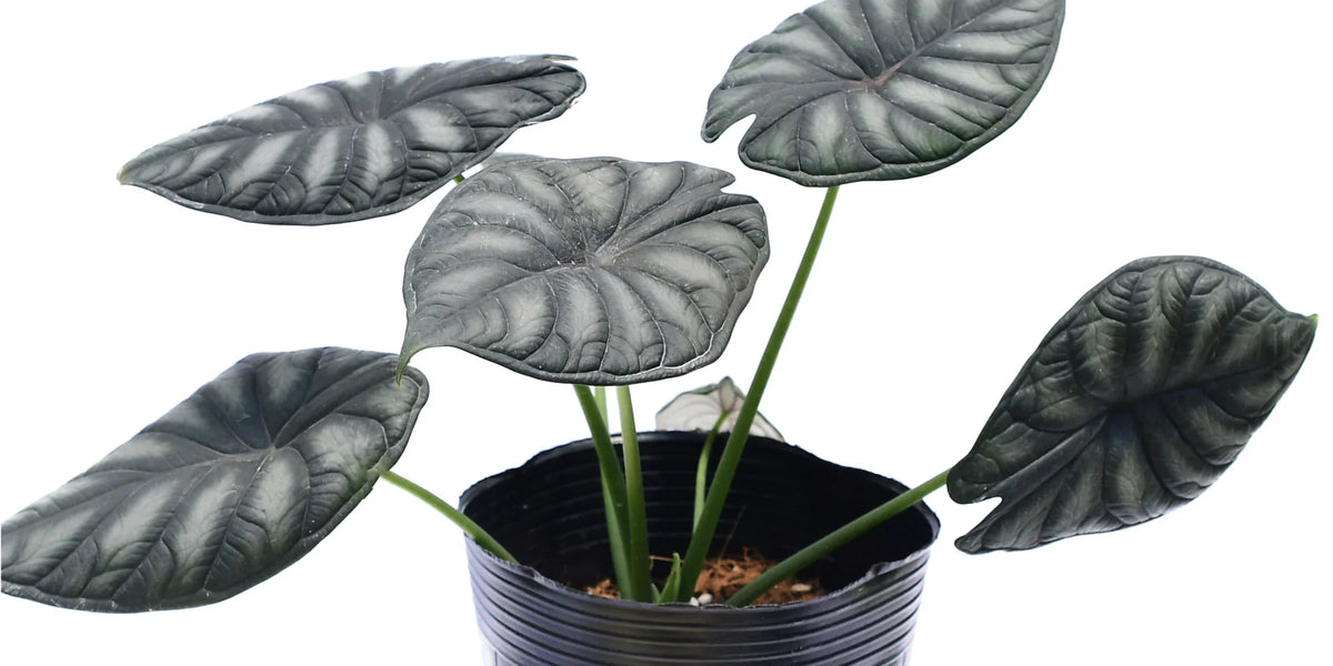 Alocasia Dragon Scale — Ecuagenera USA Corp Alocasia Dragon Scale — Ecuagenera USA Corp