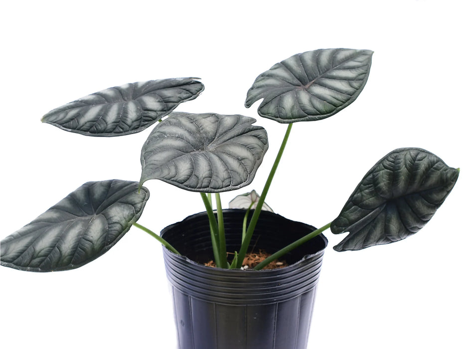 philodendron dragon scale Alocasia Dragon Scale