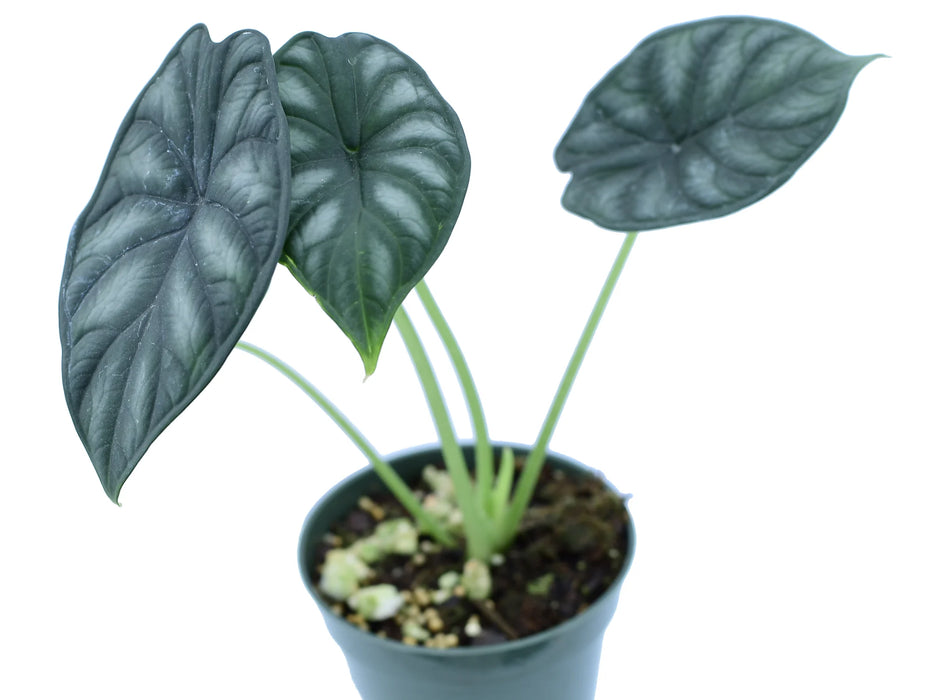 philodendron dragon scale Alocasia Dragon Scale — Ecuagenera USA Corp