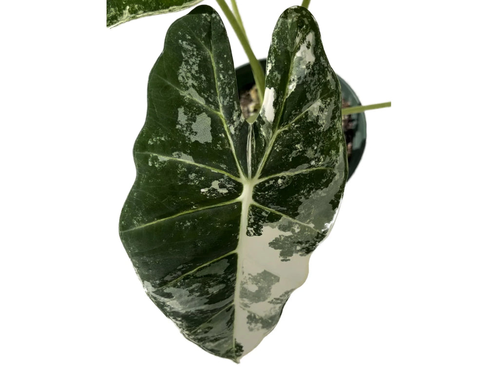Alocasia micholitziana 'Frydek Variegata' 12cm