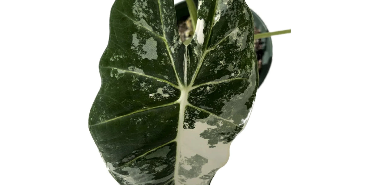 Alocasia micholitziana 'Frydek Variegata' 12cm