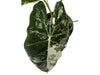 Alocasia Frydek variegated