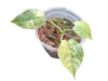 Alocasia Gageana Aurea Varigeated (S)