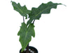 Alocasia Golden Dragon