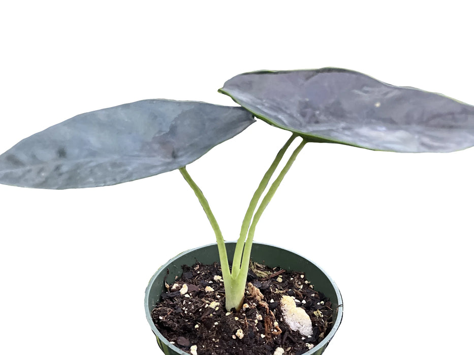 Alocasia 'Green Unicorn'