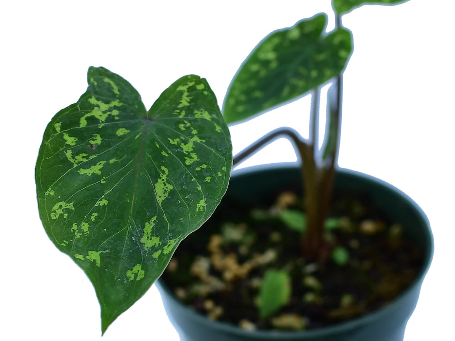 Alocasia 'Hilo Beauty'