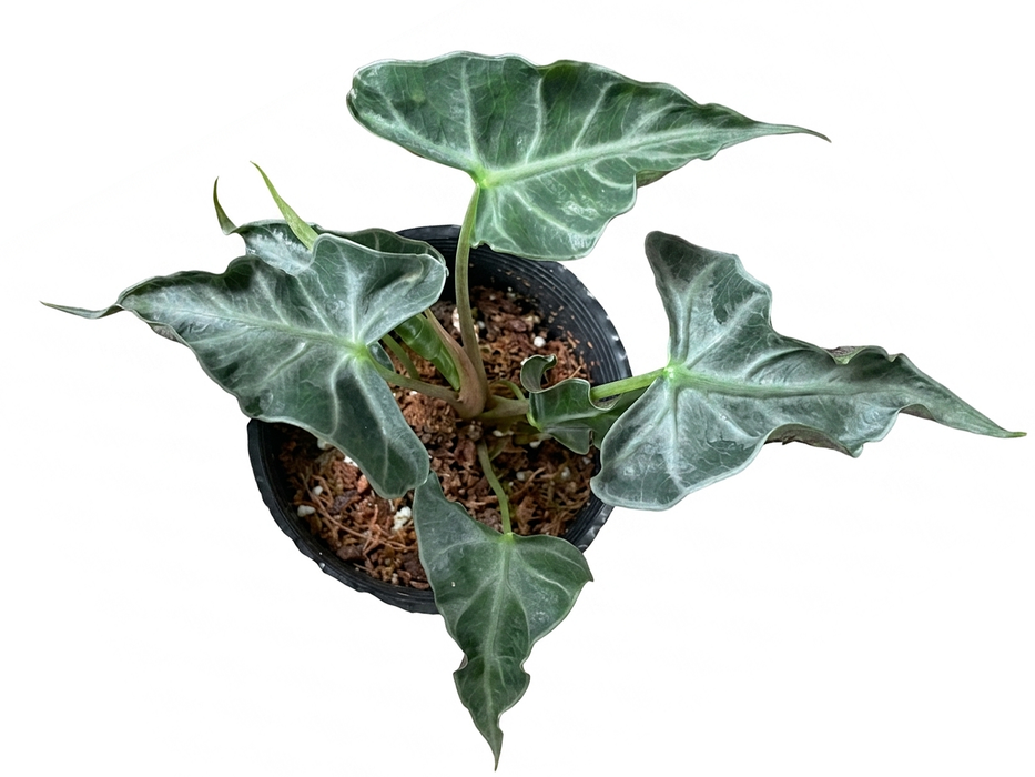 Alocasia Loco